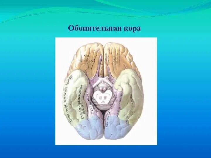 Обонятельный центр кары. Обонятельная область коры. Обонятельный центр коры головного мозга. Обонятельная зона находится