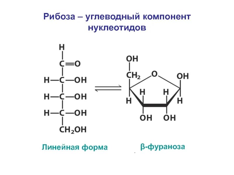 Рибоза строение структурное. Структура формула рибозы. Рибоза химическая структура. Линейная форма рибозы.