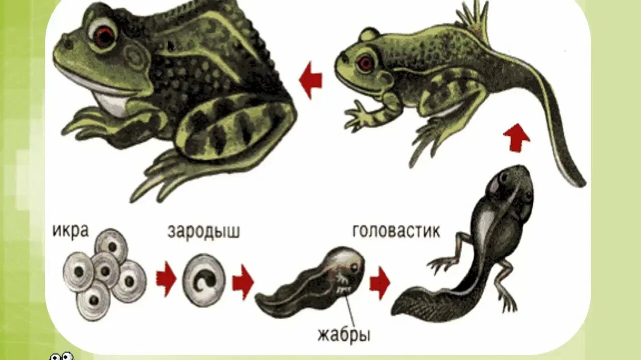 Развитие головастика земноводных. Стадии развития животных лягушка. Этапы размножения лягушки. Этапы развития земноводных. Стадии развития земноводных.