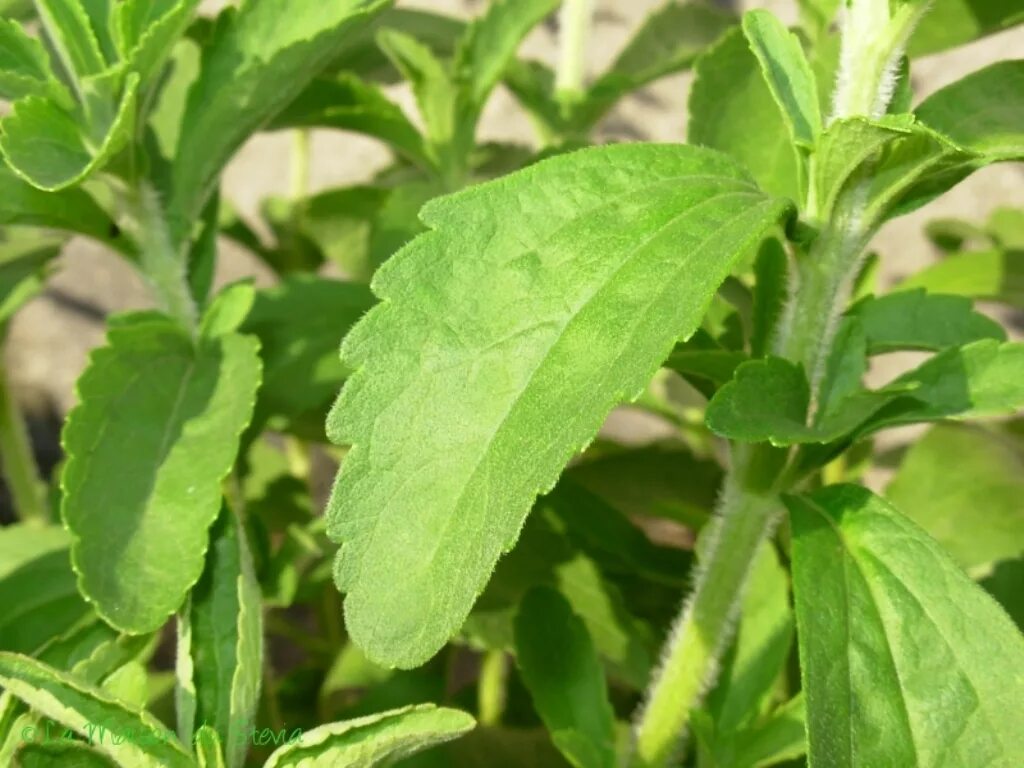 Stevia rebaudiana Bertoni. Stevia rebaudiana растение. Стевия медовая. Стевия усимлиги.