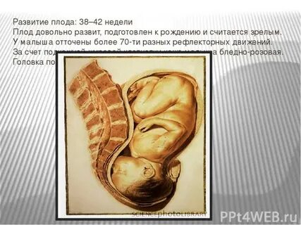 Почему 42 недели