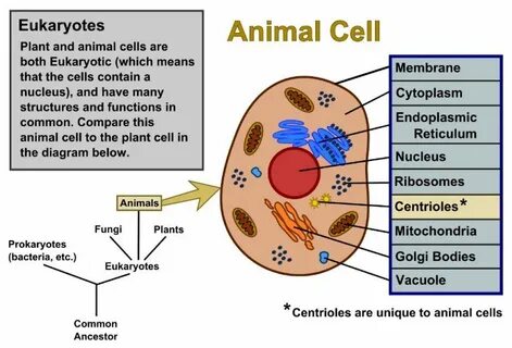 Cell contains