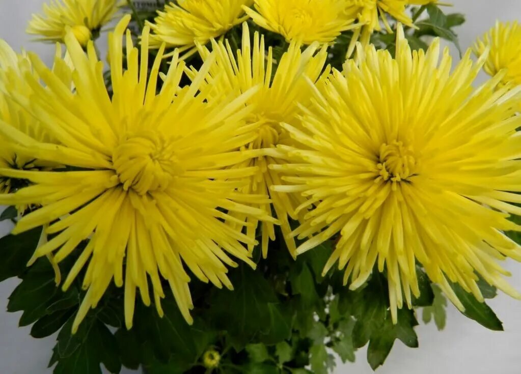 Хризантема игольчатая желтая. Лимонные игольчатые хризантемы. Хризантема корейская желтая игольчатая. Хризантема корейская секки векен. Хризантема анастасия санни.