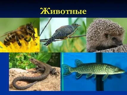 Приведи примеры животных