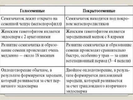 Сходства голосеменных и покрытосеменных