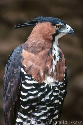 Hawk eagle. Ornate hawk eagle. глухарь фото птицы крупным планом самец.