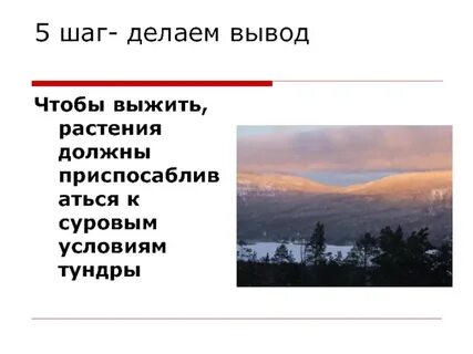 Как растения приспособились к жизни в тундре