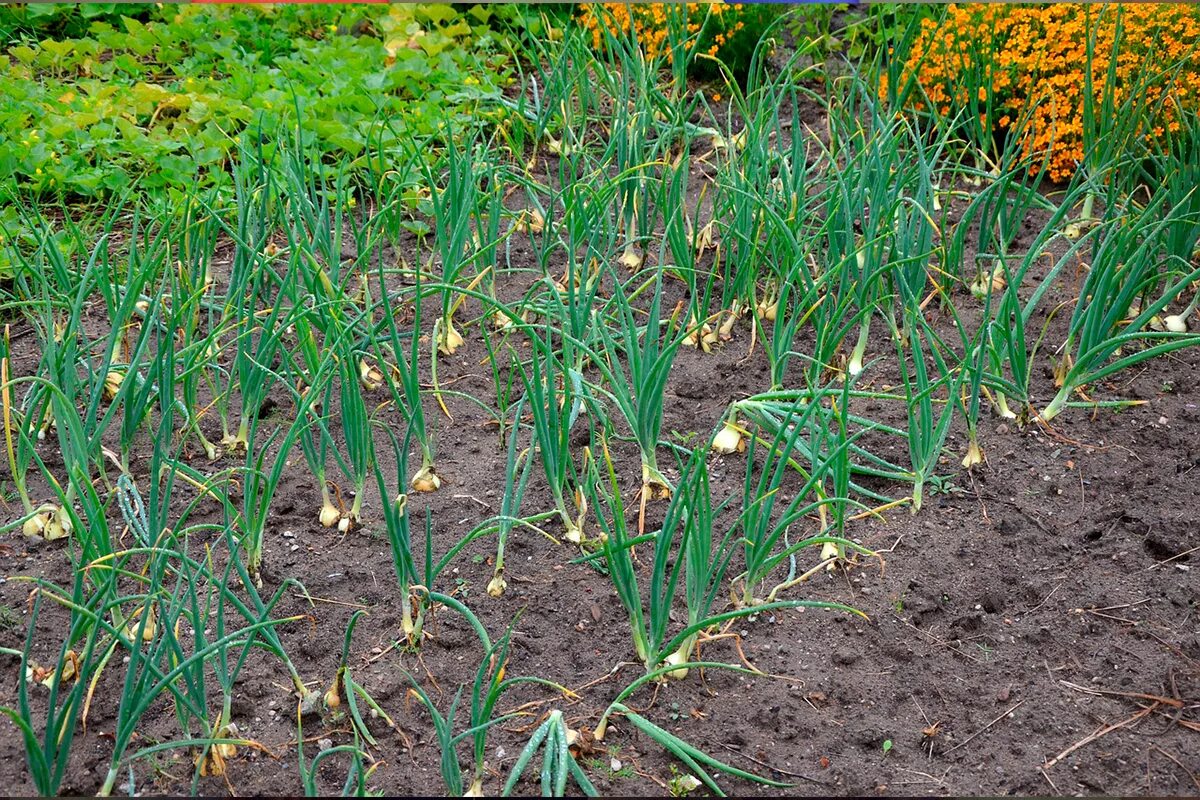 Лук центурион. Лук шмидт чем сажать. Зеленый лук дома. Зеленый лук на грядке. Лук севок проросший.