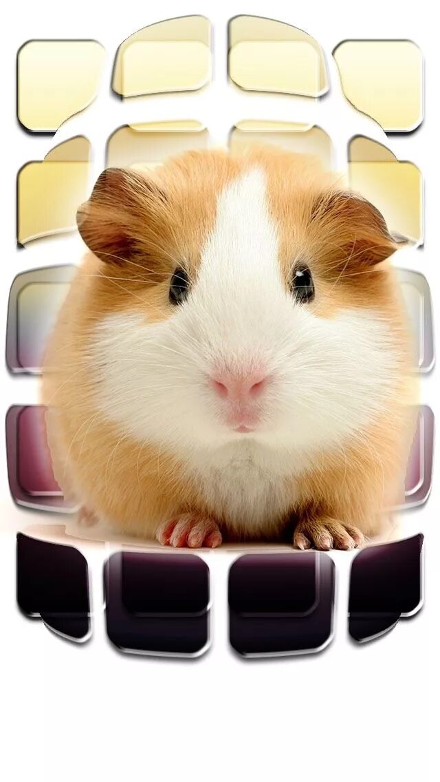Обои с хомячками. Хомяк transparent. Карточки hamster 6. Хомяк карточка по английскому. Карточки hamster 6.