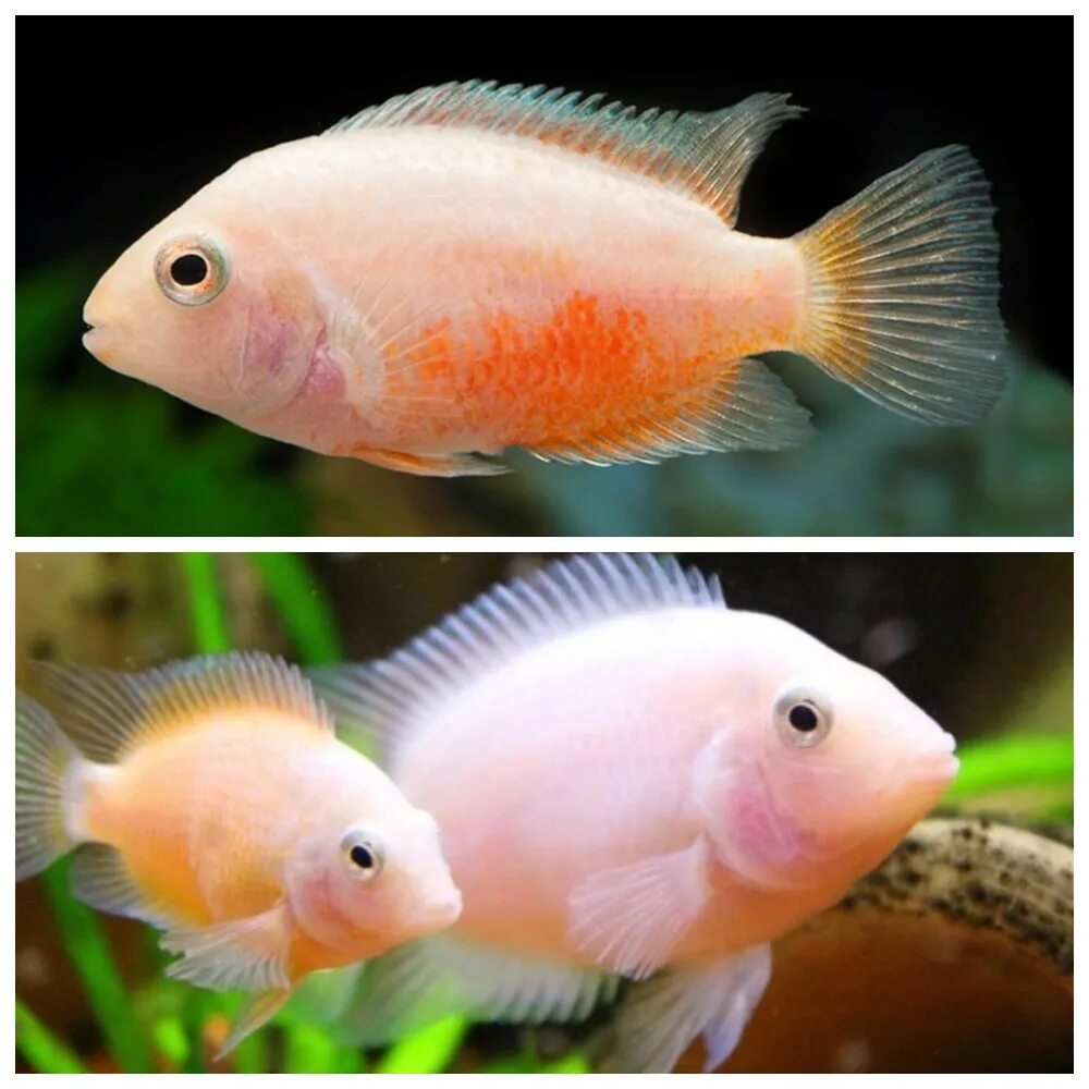 Мальки розовый фламинго цихлазома. Мальки цихлазомы фламинго. Мальки фламинго. Цихлазома альбинос фламинго. Цихлазома фламинго мальки.