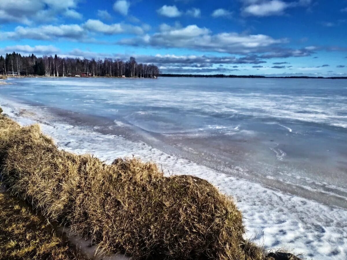 Богатство балтийского моря. Берег Балтика Финляндия. Сестрорецк финский залив. Балтика финский залив. Берег Балтийского моря финский залив.