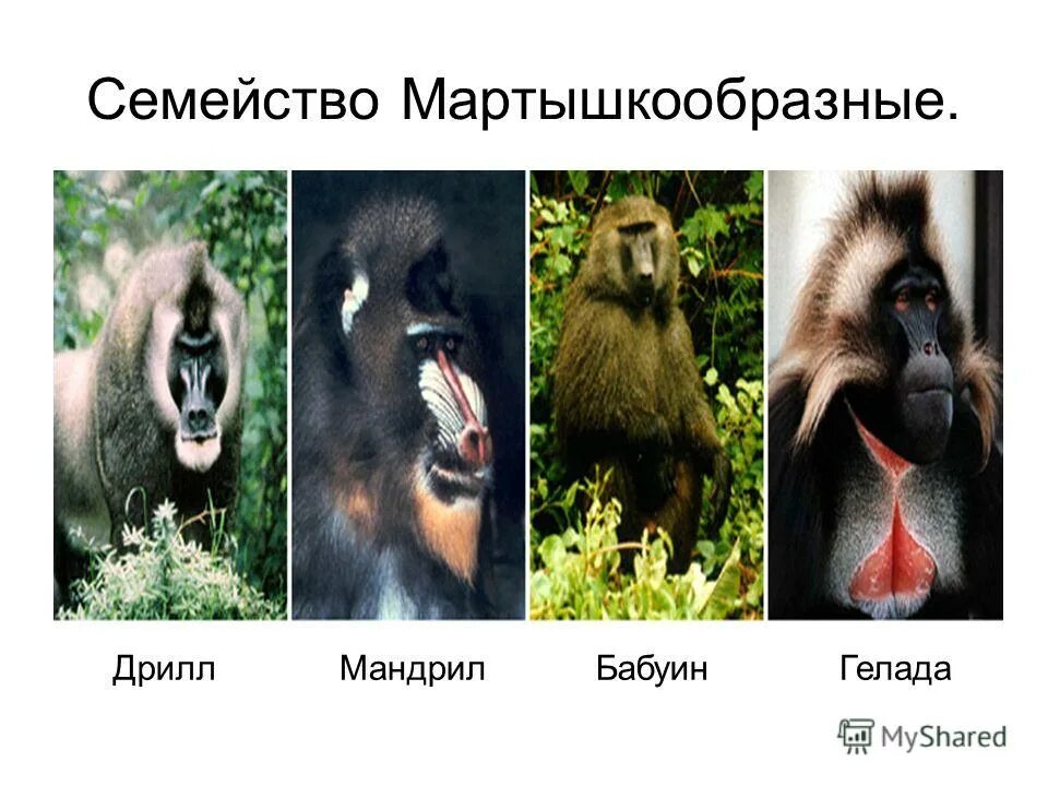 отряд хищные. сумчатые представители. отряд хищные. отряд хищные систематика.