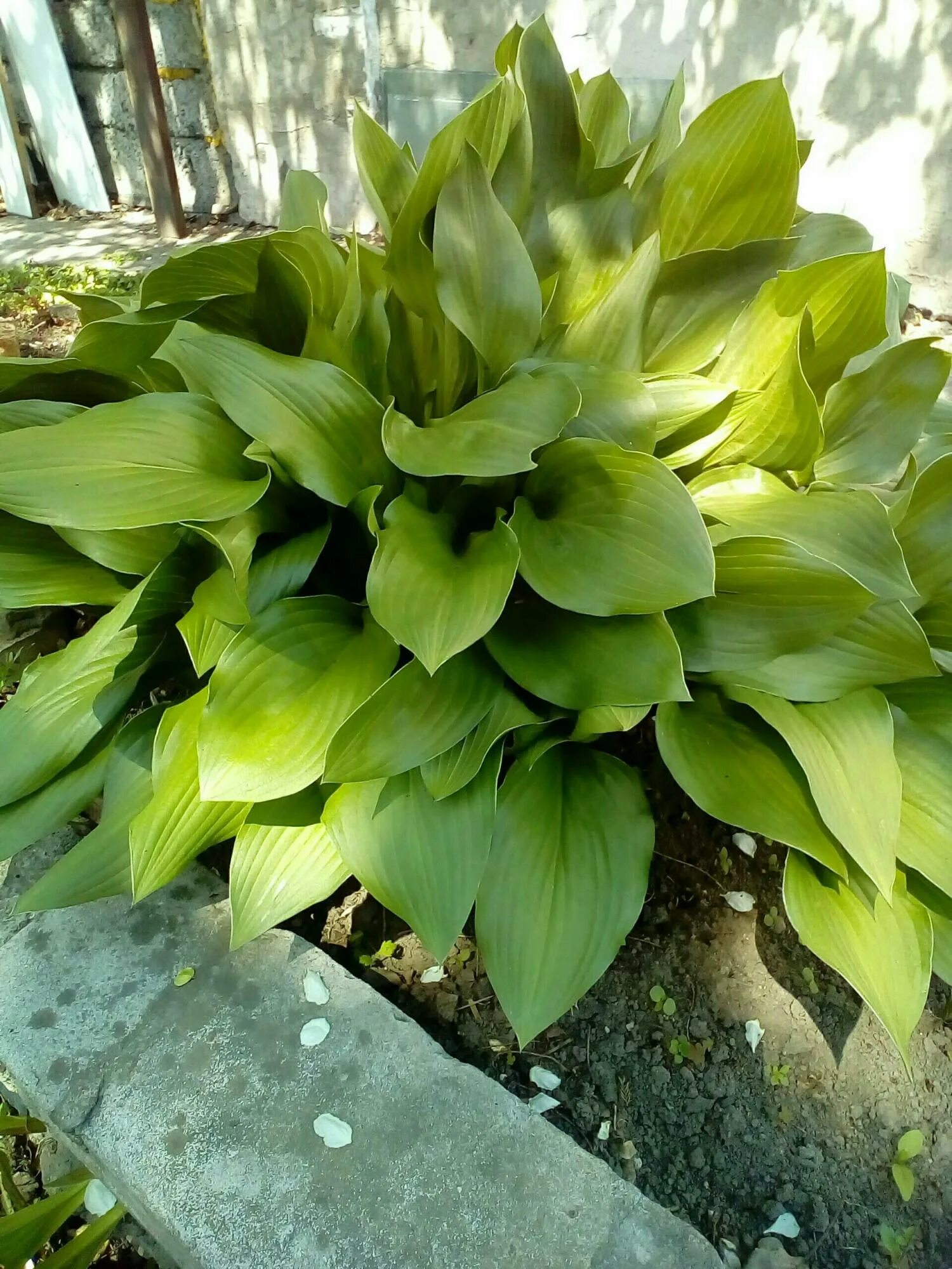 хоста гибридная пилгрим. хоста куст. хоста куст. хоста кустарниковая. хоста грин пейл.