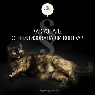 Просит ли кошка кота
