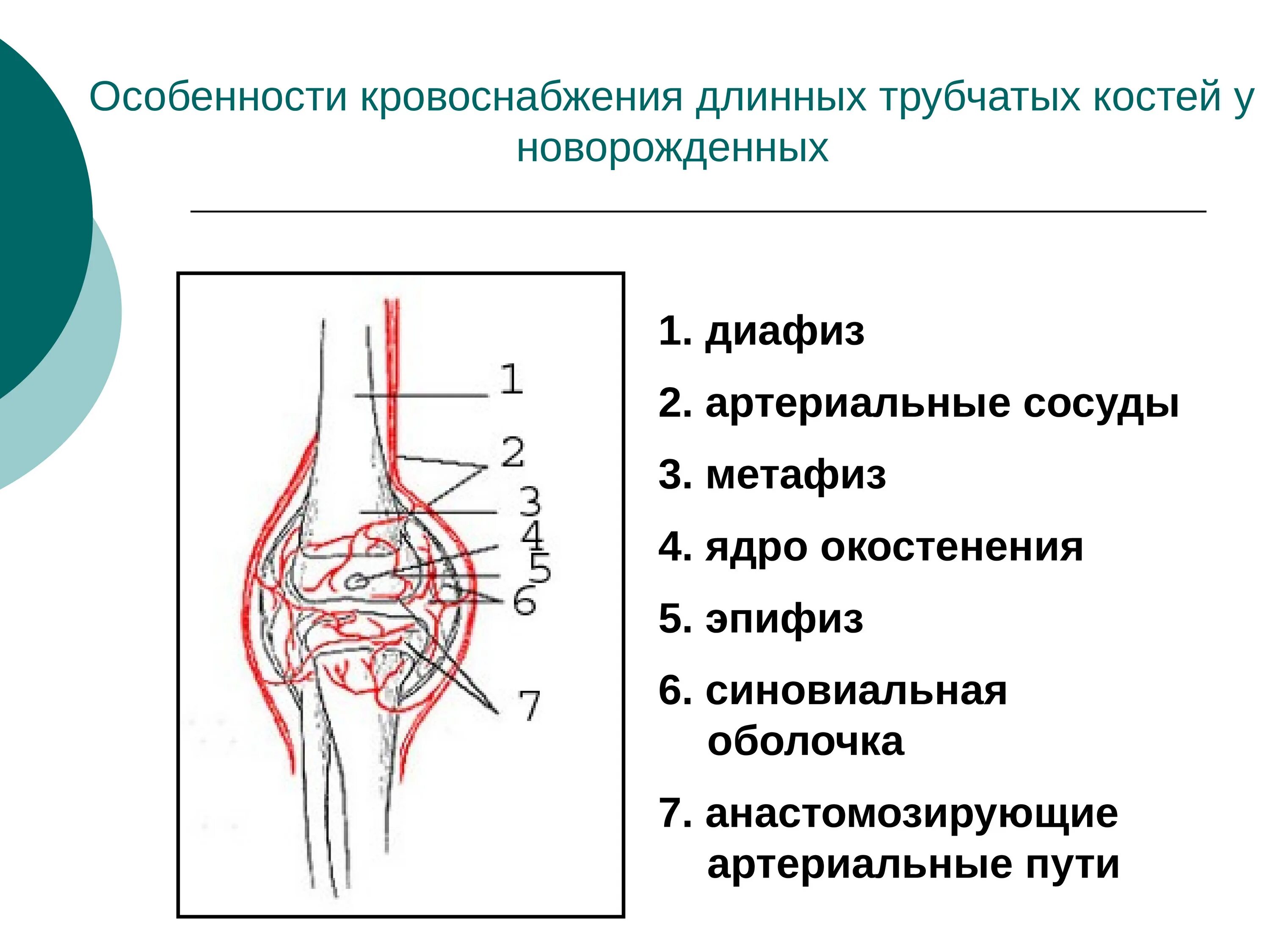 Кровоснабжение трубчатых костей у детей. Особенности кровоснабжения кости у детей. Внутрикостные сосуды трубчатых костей. Кровоснабжение кости у детей остеомиелит. Кровообращение костей