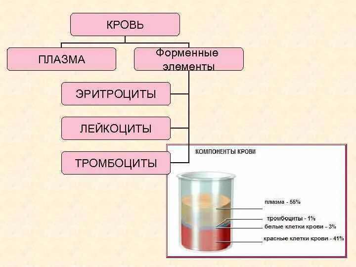 Плазма это форменный элемент. Плазма и форменные элементы.