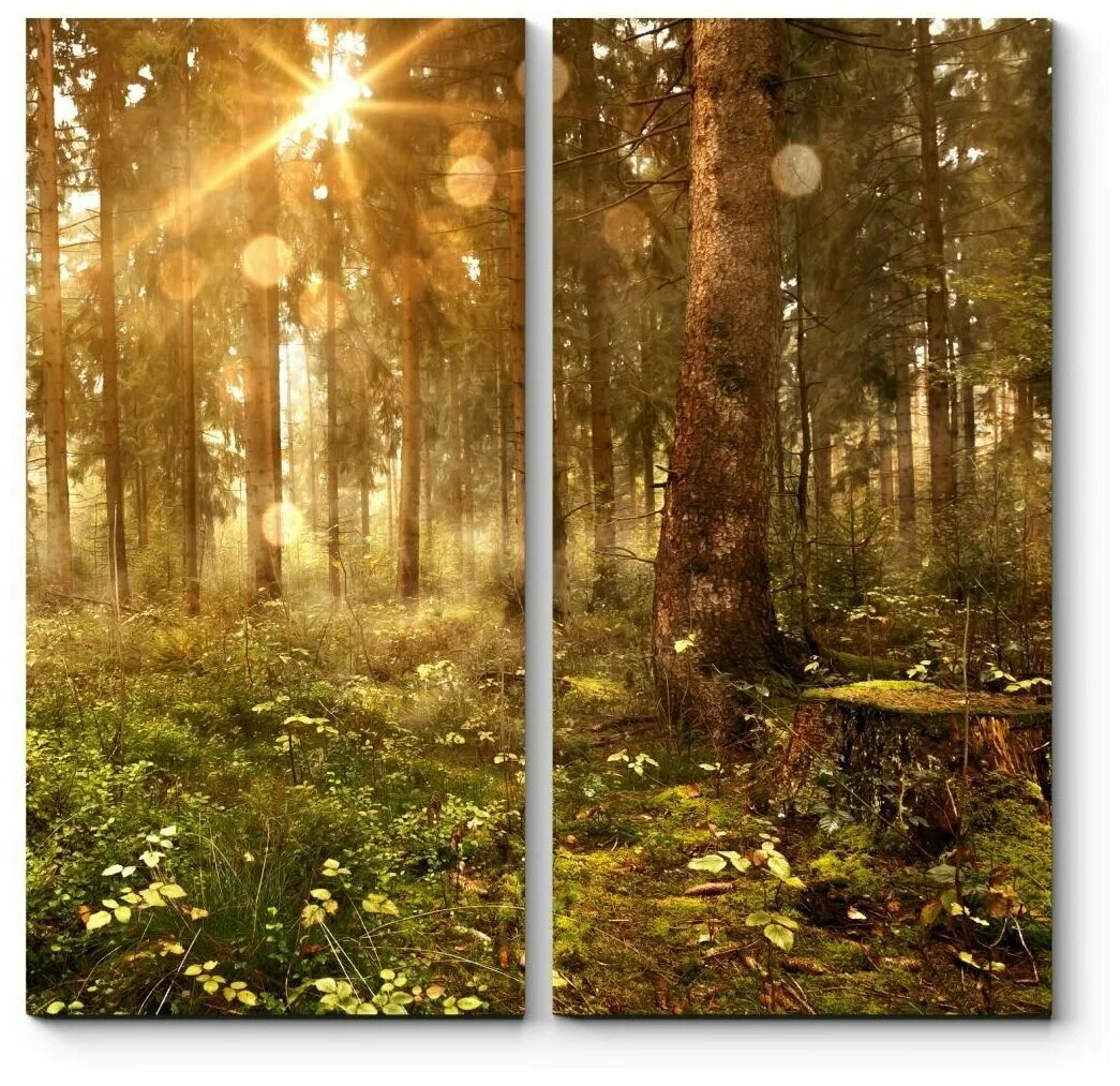 "солнце в лесу". солнечный лес. солнце пронизывало в лесу. сквозь туман лес весенний. солнечный лес.