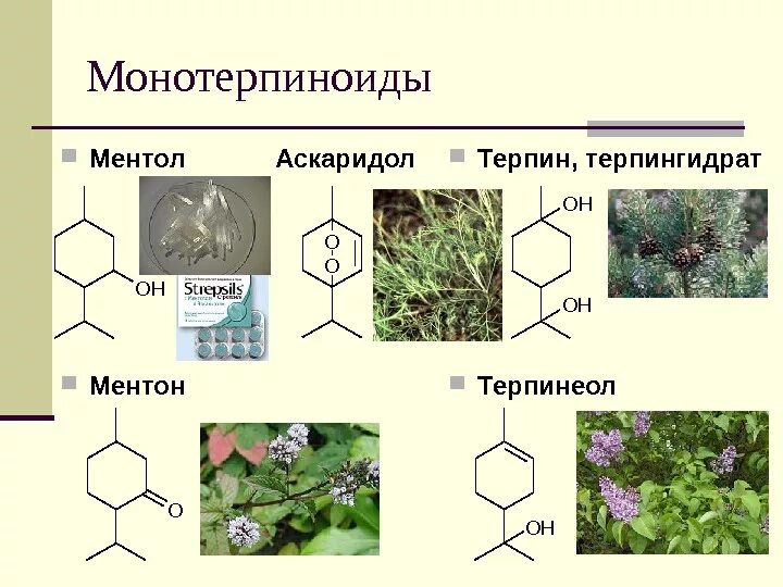 Ментол формула. Ментол структурная формула. тритерпены в растениях. ментол химическое название. терпеноиды формула структурная.
