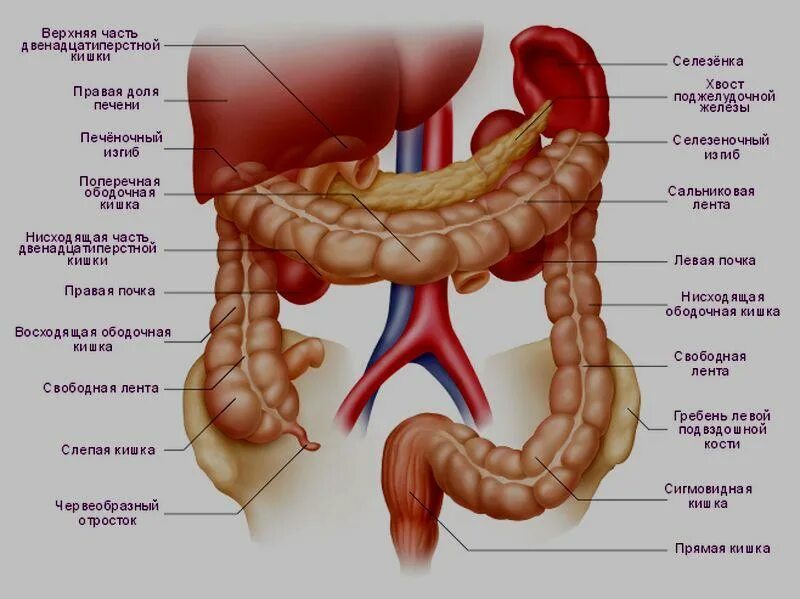 Где находится картинки. Строение кишечника человека схема. Толстый кишечник строение анатомия. Анатомия Толстого кишечника человека. Толстая кишка анатомия расположение.