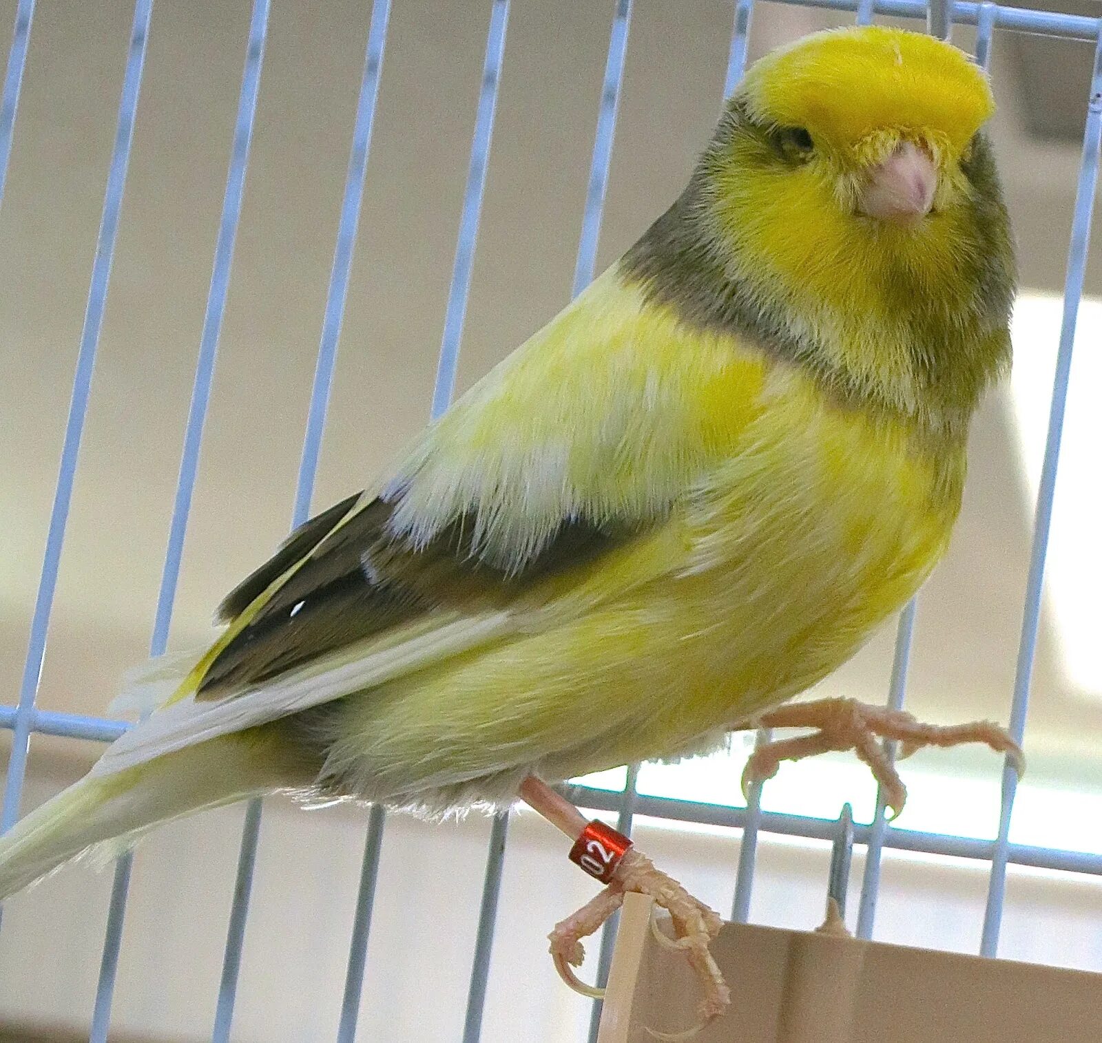 Слушать пение кенара самца. Голуби CFA International Columbus Fancy Society (Columbus Fancy Type Canary) США.