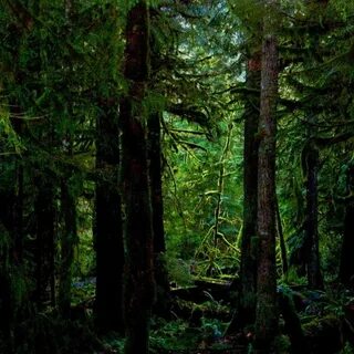 Самый непроходимый лес