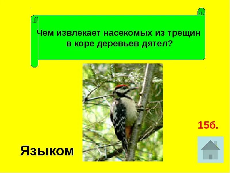 Извлекает из трещин коры различных насекомых. Язык дятла. дятел достаёт из дерева. как язык помогает дятлу доставать насекомых из трещин в коре деревьев. дятел язык вокруг черепа.