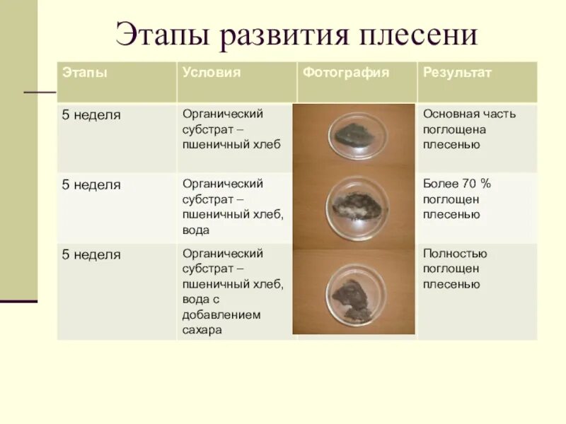 Стадии развития плесени. Условия для развития плесени. Стадии развития плесени на хлебе. Этапы развития плесени плесень. Известно что для развития плесени необходимы определенные