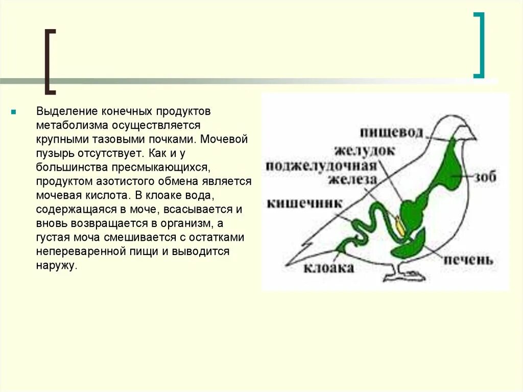 У пресмыкающихся хорошо развит киль. Конечный продукт обмена у птиц. Конечный продукт обмена веществ у птиц. Продукт выделения птиц. Продукт азотистого обмена у птиц.