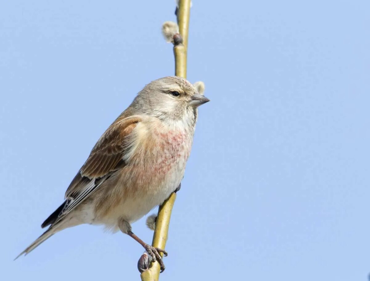 Репел самка. Коноплянка (acanthis cannabina (carduelis cannabina)). Коноплянка реполов. Коноплянка реполов. Репел фото.