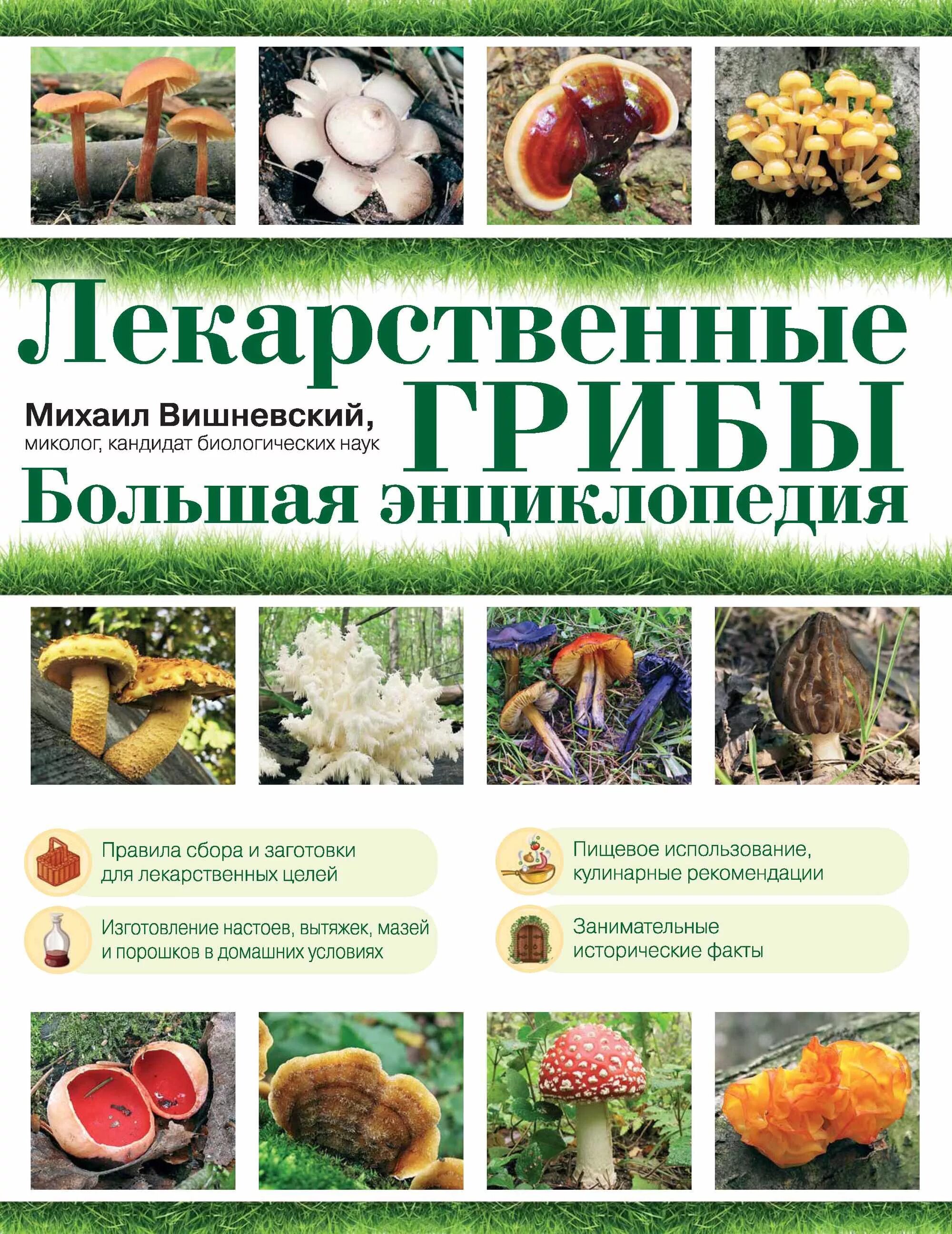 Книга грибы. Грибы. Книги про ягоды. Книги про грибы для детей. Книжка про грибы.