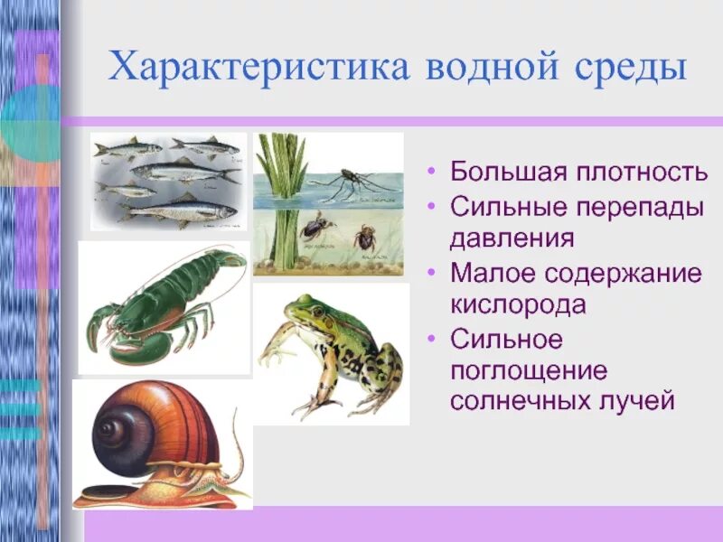 Дать характеристику водной среды. Особенности организмов водной среды обитания. Свойства водной среды. Дать характеристику водной среды. Дать характеристику водной среды.