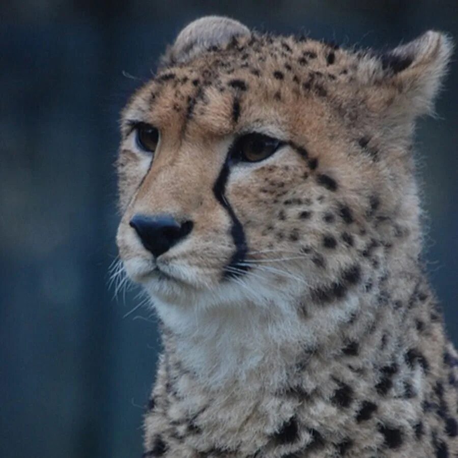 Животных крупных и мелких. Детеныши животных. Гепард самка. Ягуар меланист детеныш. Дальневосточный и переднеазиатский леопарды.