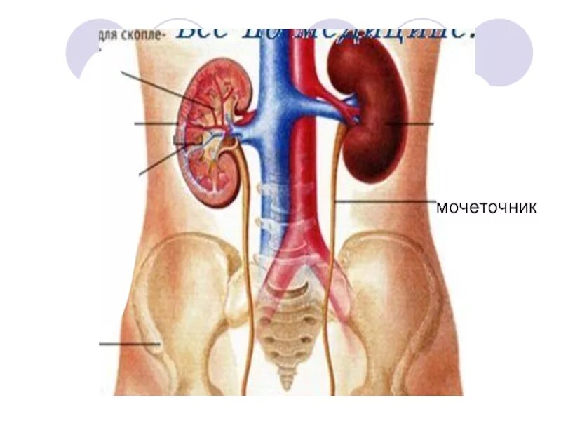 Мочеточник парный. Внутренние органы человека почки и мочеточник. Мочеточник расположение анатомия.