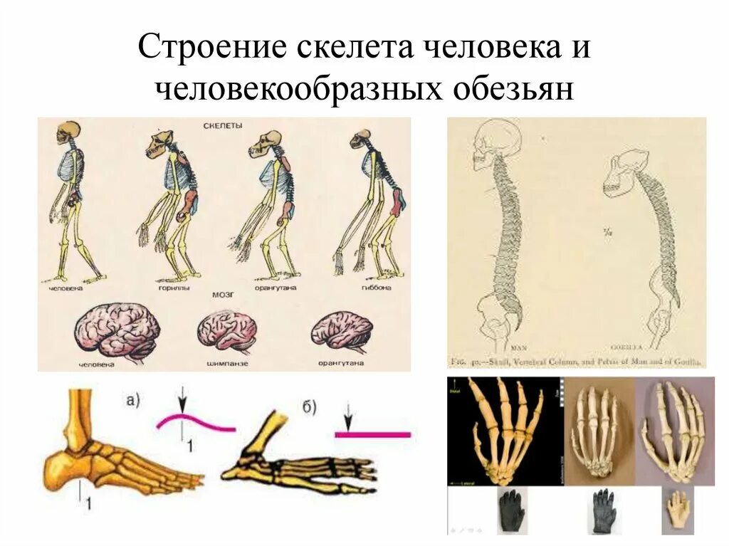 Сравнительная анатомия человека. Человек и человекообразные обезьяны. Сравнение скелета человека и человекообразной обезьяны. Строение человека и человекообразной обезьяны.