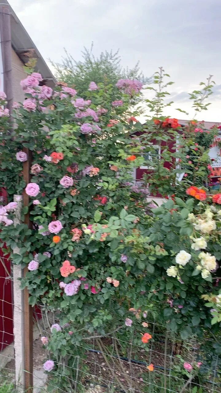 мускусная роза лиола. питомник бахчисарай. питомник бахчисарай. питомник полины козловой. королевский персик.