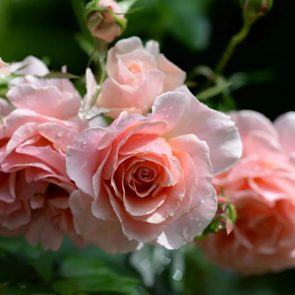 Rose poetry. Роза poesie (чайно-гибридная). Rose poetry. Rose poetry. Rose poetry.