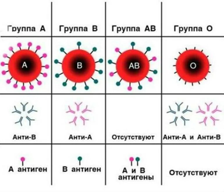 Система ab0 группы крови. Группы крови по системе ab0. Группы крови таблица антигены эритроцита антигены плазмы. Система крови ab0.