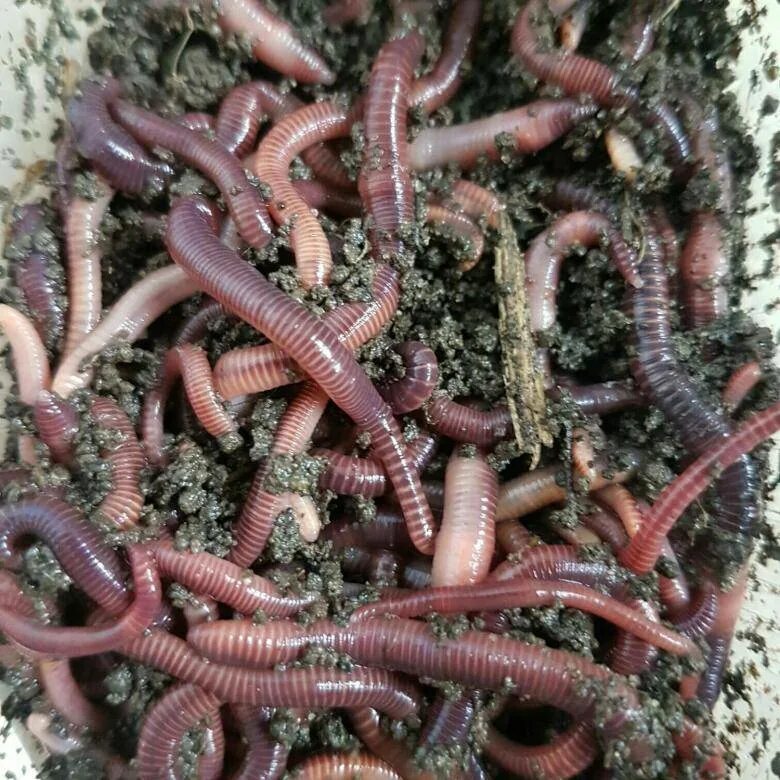 Красный калифорнийский червь. Как хранить червей