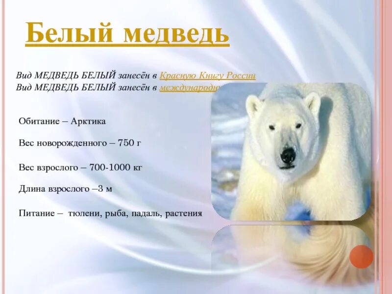 Почему белого медведя занесли в красную. Белый медведькоасгая книга. Белый медведь красная книга. Красная книга России белый медведь. Белый медведь занесен в красную книгу.