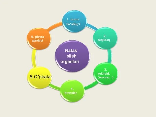 Нафас олиш органлари. Нафас физиологияси. Нафас. Нафас олиш аъзолари. Нафас тизими касалликлари.