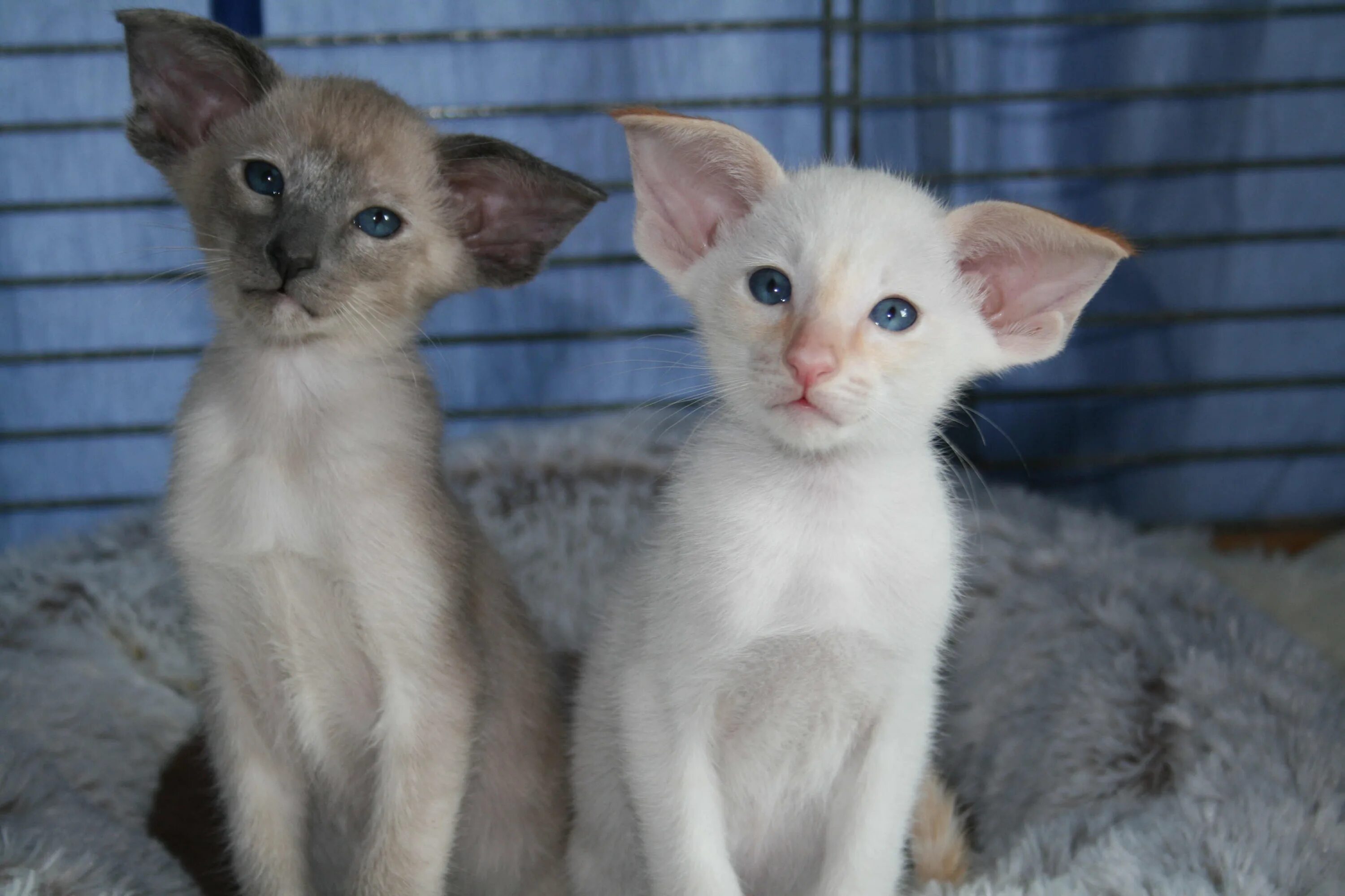 Гипоаллергенные коты. Гипоаллергенные кошки. Гипоаллергенная порода кошек. Гипоаллергенные коты для аллергиков. Сиамские кошки гипоаллергенные.
