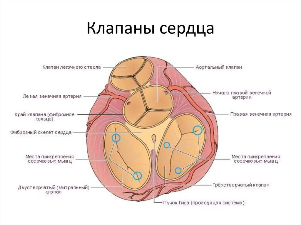 Миокард латынь. Створки клапанов сердца анатомия. Клапаны сердца схема. Строение сердца с клапанами схема. Строение и расположение клапанов сердца.