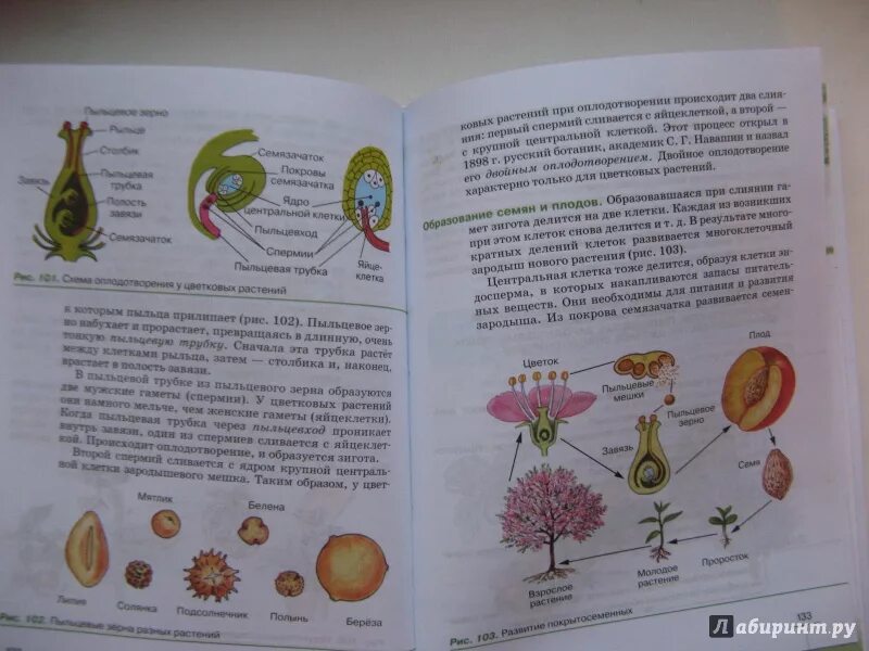 Пасечник многообразие покрытосеменных. Биология 6 класс Пасечник 6 параграф. Биология 6 класс учебник 11 параграф. Учебник по биологии 6 Пасечник. Биология 6 кл многообразие покрытосеменных растений Пасечник.