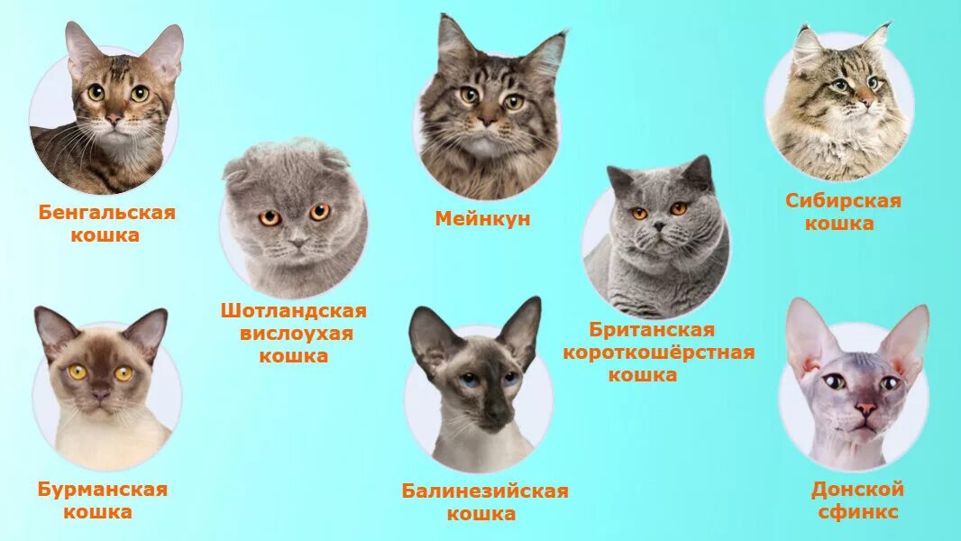 Породы кошек. Различные породы кошек. Породы кошек с названиями. Разнообразие пород кошек. Определить породу по описанию
