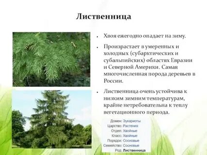 Описание древесных растений