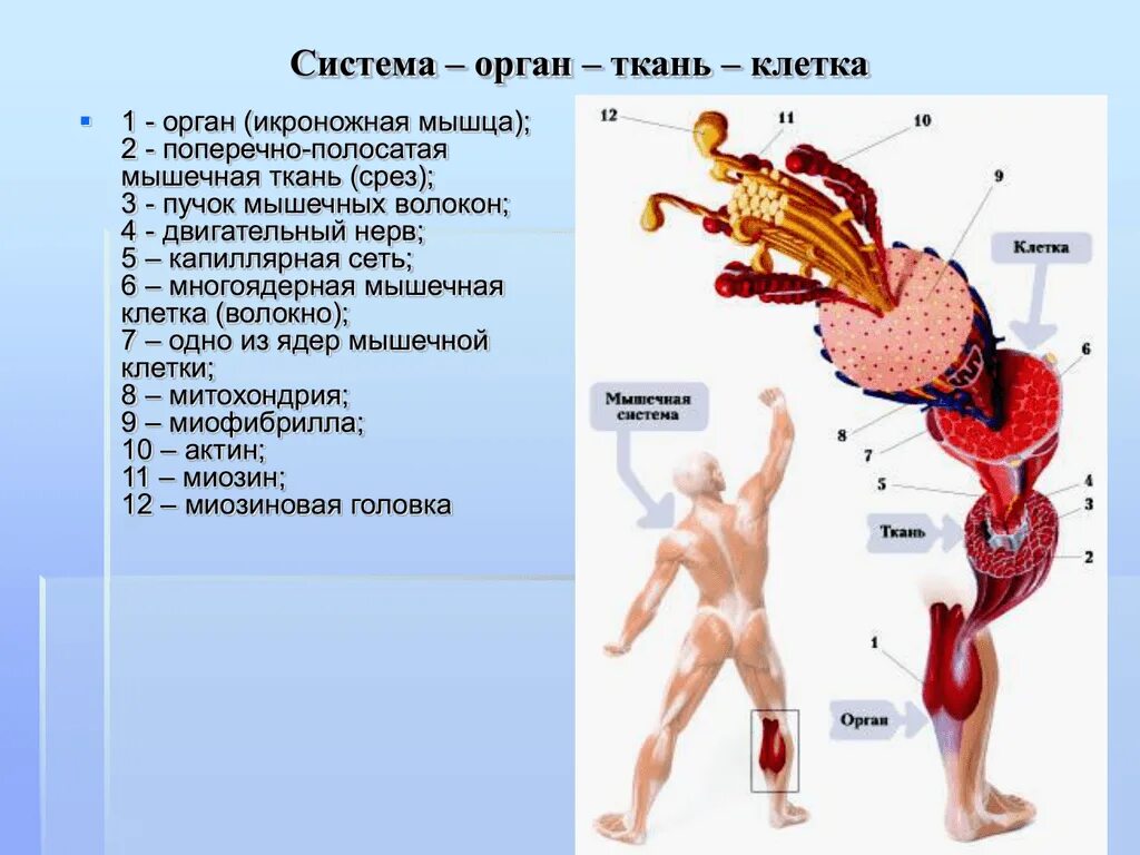 Органы образующие элементы. Системы органов. Ткани органы и системы органов. Клетка ткань орган система органов. Организм система органов и клеток.