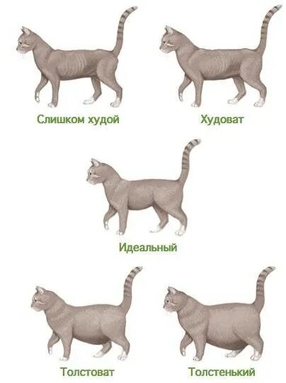 Котята по возрасту. СКК определить Возраст котенка. Нормальное Телосложение котенка. Как определить возросте котёнка. Этапы роста котят по месяцам.