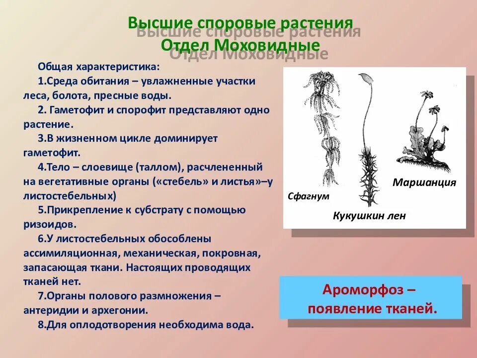 Ароморфозы плауновидных растений. Ароморфозы мхов. Ароморфозы моховидных. Ароморфозы мохообразных.