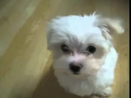 Песня песик с маленьким носиком
