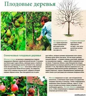 Образование яблони